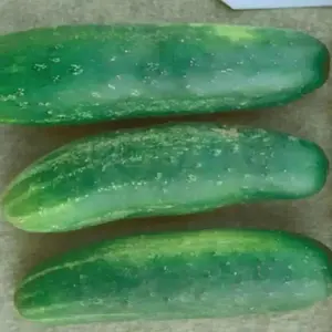 Poinsett 76 Cucumber Seeds - Slicing, Green Color, Ideal for Cucumber Plantation