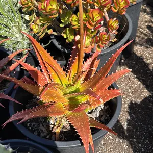 Sunset Aloe Bare roots