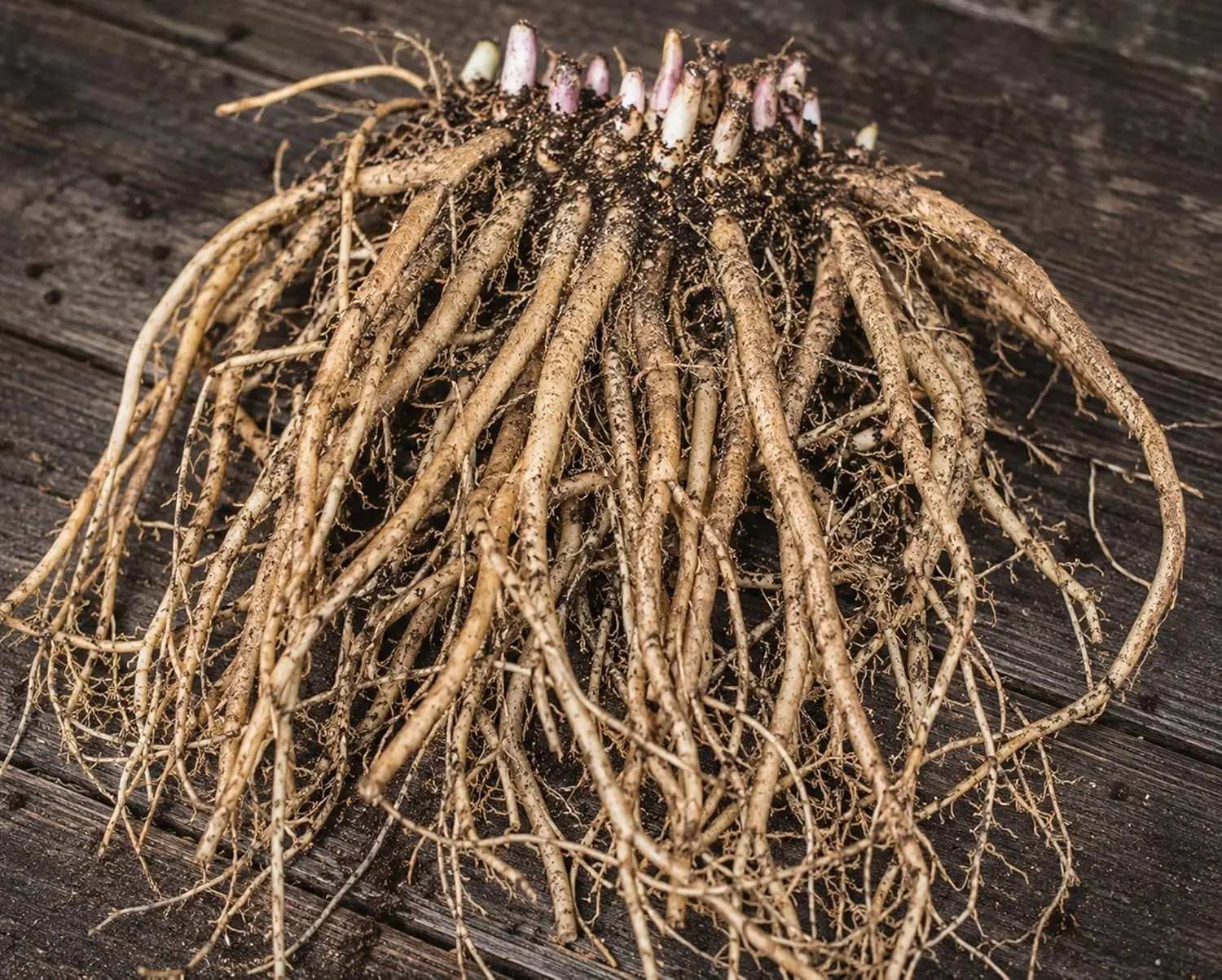 Mary Washington Asparagus Live Crowns - 2 Year Bare Root Plants Live | Heirloom Perennial Vegetable | Cold Hardy Garden Starter Roots for High Yield Green Asparagus Spears
