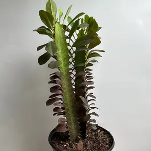 Euphorbia Red Trigona 6" House Plant - Vibrant Red Color, Low Maintenance, Indoor