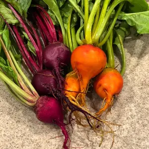 Rainbow Mix Beet (Beta vulgaris 'Rainbow Mix') Organic Seeds – Colorful Blend of Gourmet Beets, Sweet Nutrient-Rich Roots for Vibrant Harvests