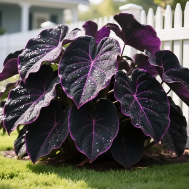 200 Mixed Hosta Seeds | Easy to Grow & Low Maintenance | Perfect for Garden Landscaping