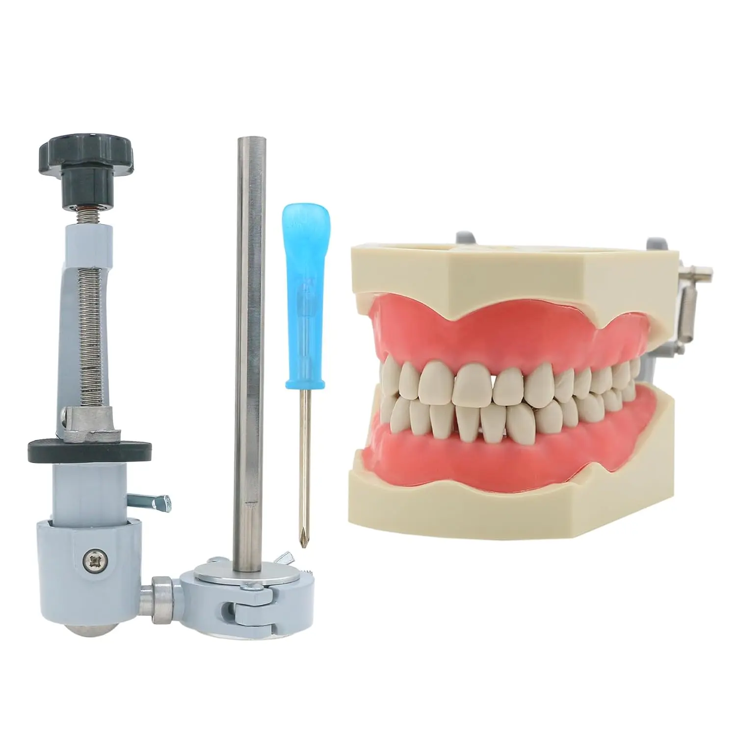 Dental Typodont Model Fit Columbia Dentoform 860 Type with 32pcs Removable Teeth Used Teeth Model Mounting Pole kit (M8030 kit)