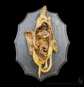 Dissected Pregnant Rat with Pups