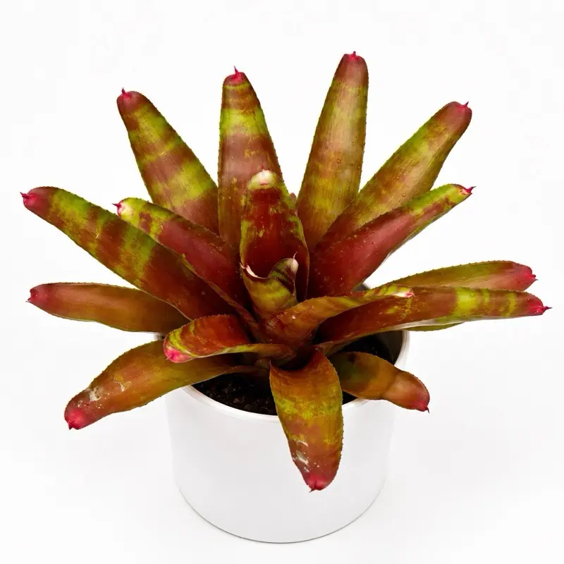 Variegated Neoregelia Caroline Indoor Tropical House Plant - 6" Pot, Low-Maintenance, Easy-to-Care-For (Home Improvement Garden Supplies)
