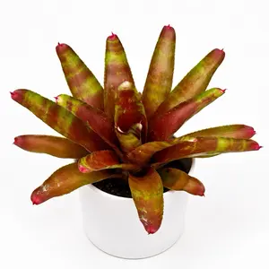 Variegated Neoregelia Caroline Indoor Tropical House Plant - 6" Pot, Low-Maintenance, Easy-to-Care-For (Home Improvement Garden Supplies)