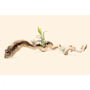 Sandblasted Grapevine Wood - Multiple Sizes - With or Without Tillandsia