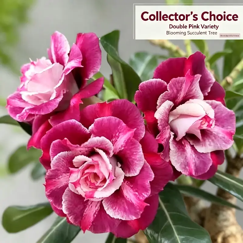 Drunken Beauty Hybrid Desert Rose Adenium Obesum Rooted Plant, Vibrant Red Trumpet Blooms, Thick Caudex Bonsai-Style Succulent, Drought-Tolerant, Ideal for Sunny Windowsill & Patio Container