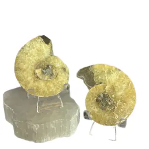 Polished Ammonite Fossil