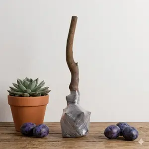 (ZS#FF) Planting a tree is a simple way to connect with nature. This prune plum tree sapling offers a hands-on gardening experience that fits into everyday life.