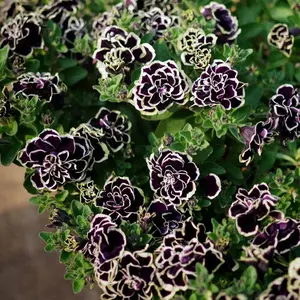 Non-GMO 3000 Petunia Seeds for Planting - Black Velvet Wave Petunia Seeds, Heirloom Double Flower Seeds, Attract Pollinators to Home Garden, Outdoor,...