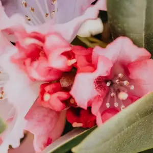 Bloombux® Magenta Rhododendron