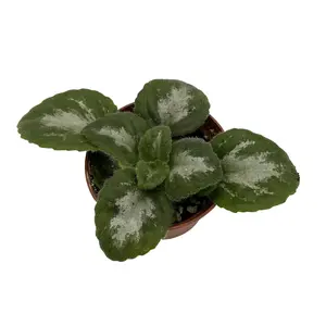 JV Thunderbolt Asian Violet - Primulina - House Plant - 2.5" Pot
