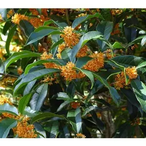 Apricot Echo Orange Tea Olive ( osmanthus ) backyard garden
