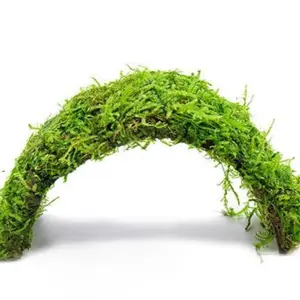 Moss grown on Coconut Shell Bridge