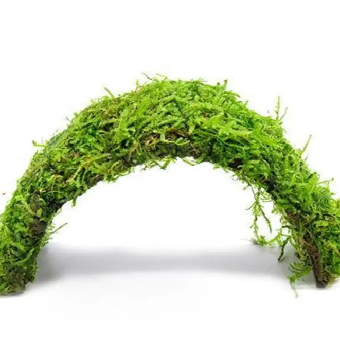 Moss grown on Coconut Shell Bridge