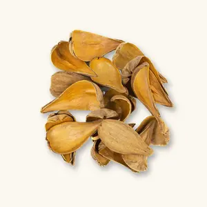 Natural Dregea Pods (20c) by Betta Botanicals for Shrimp Tanks & Bioactive Enclosures