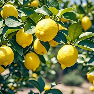 50Pcs Lemon Seeds – Citrus Fruit Tree Seeds for Home Garden Planting (Seeds Only, Not Live Plants)