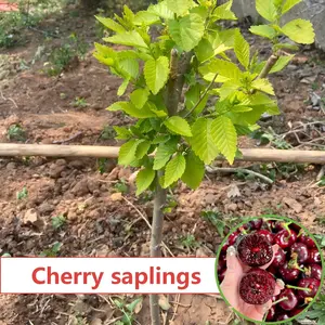 Black cherry tree seedlings/live bare root seedlings, cherry fruit trees, suitable for garden/balcony potted planting, can bear fruit in the same year, is the first choice for green plant planting enthusiasts