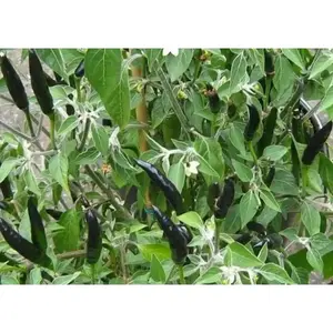 Black Cobra Pepper Capsicum Annum HOT - Ideal for Cooking and Serving