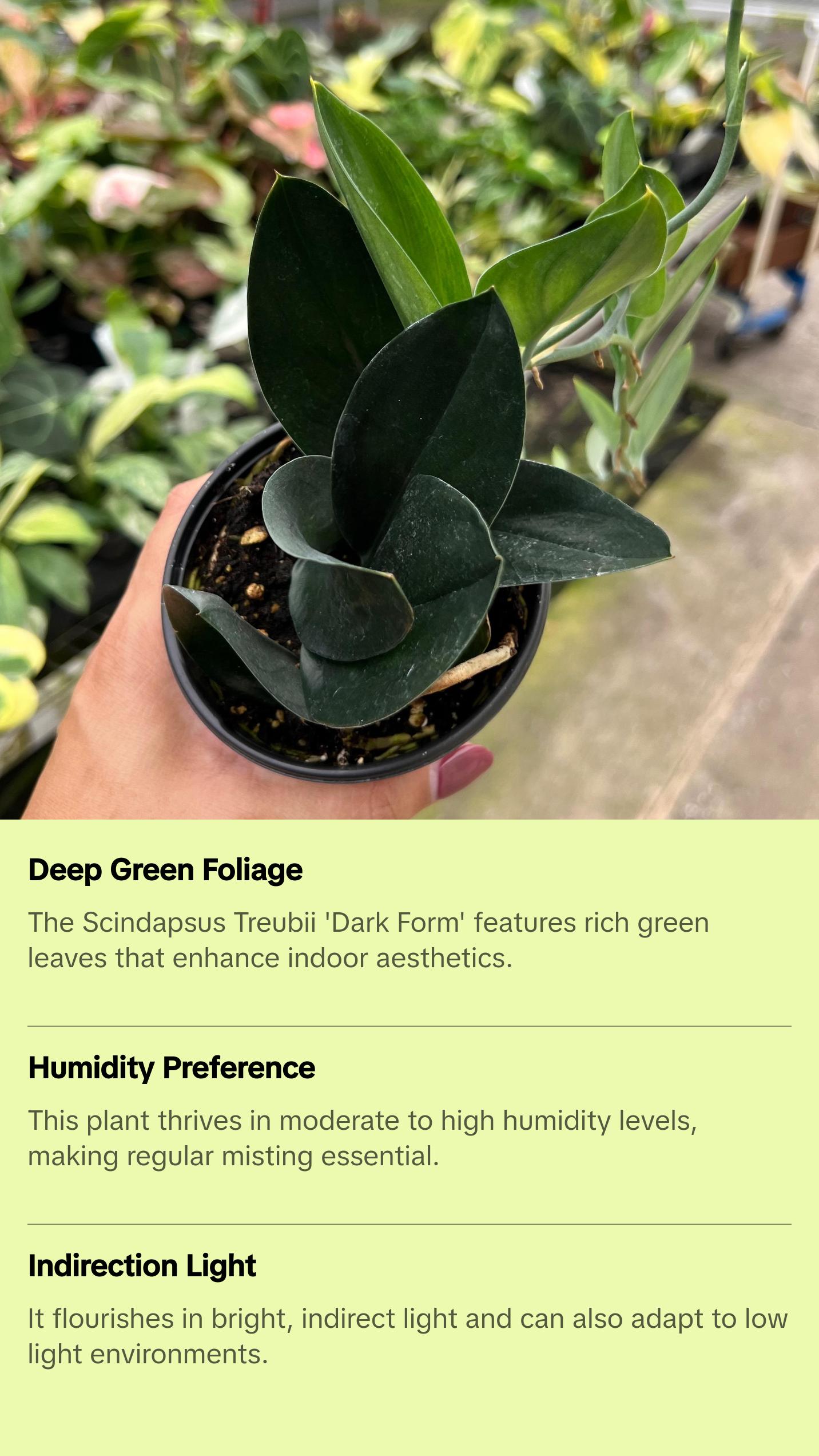 Scindapsus Treubii 'Dark Form' Pot 4”. A mysterious and elegant beauty - Indoor Plants -  Houseplant - Tropical Foliage