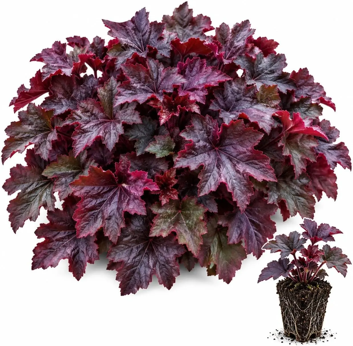 Palace Purple Heuchera Live Starter Plant – Deep Burgundy Purple Coral Bells Perennial for Shade Gardens & Containers