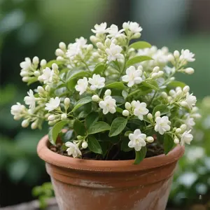 150 Pcs Climbing Jasmine Flower Seeds Fragrant Plant for Planting Garden Home Four Seasons Evergreen Silver Jasmine Garden Balcony Climbing Flower Non-GMO