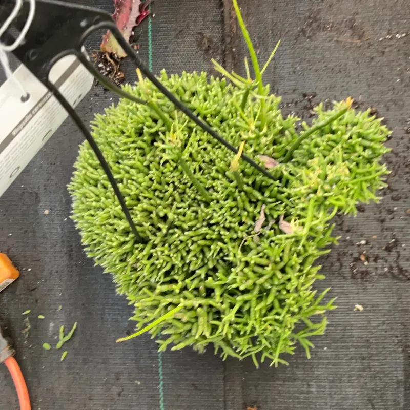Coral cactus 6 inch