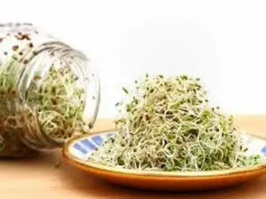 Alfalfa Seeds