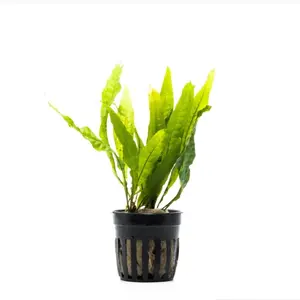 Java Fern