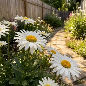 Premium Daisy Seeds Non-GMO Fresh Flower Seeds for Garden Balcony Yard Decoration Attract Butterflies Easy to Grow
