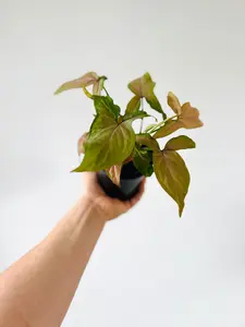 Syngonium Podophyllum 'Pink Splash' - Rare Syngonium - 4" Pot