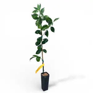 US Citrus Nursery Dancy Mandarin Tree – Sweet Seedless Easy Peel Fruit, Classic Holiday Mandarin, Live Citrus Plant, Indoor Outdoor Fruit Tree, Texas Grown