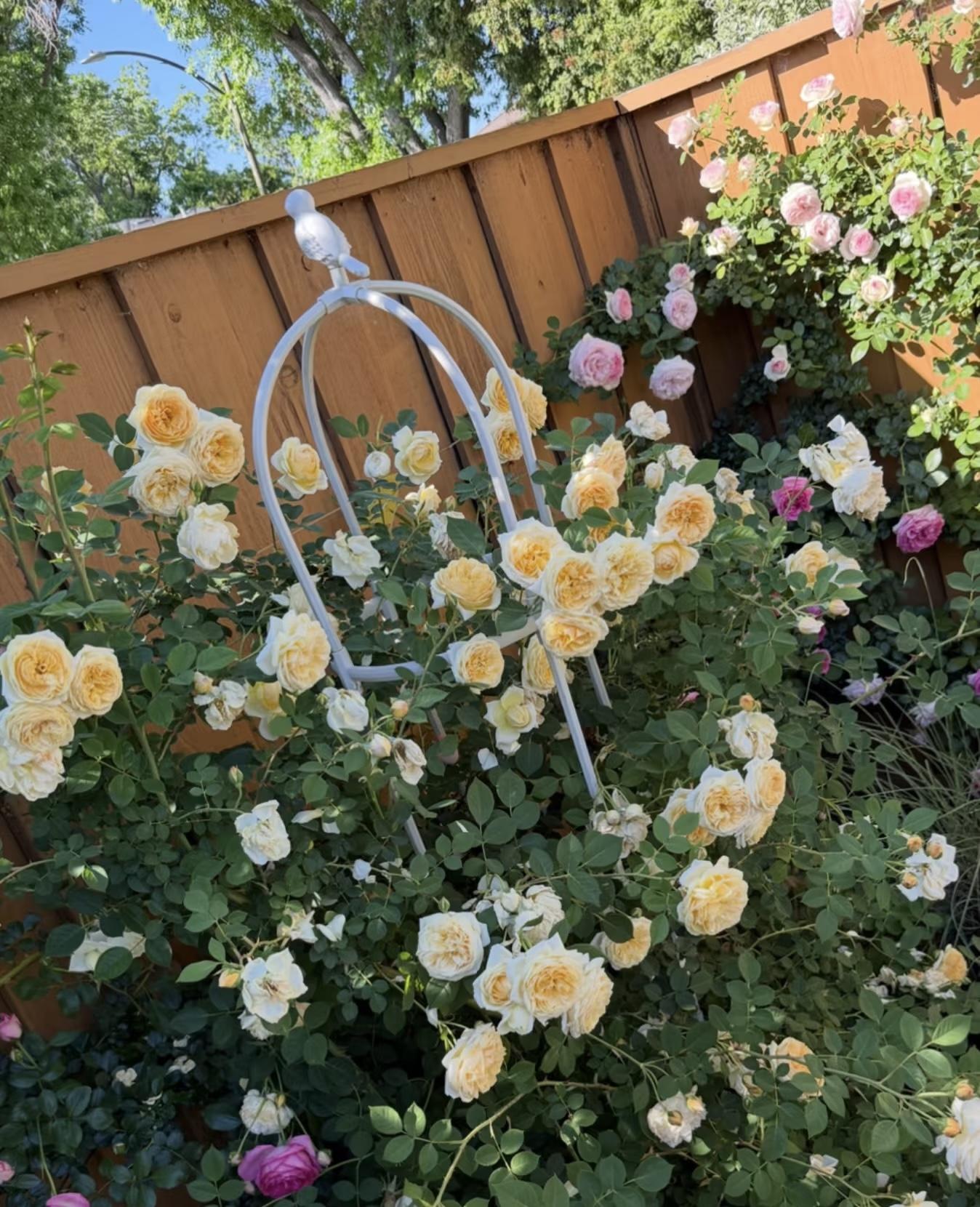 200 Rare Golden Yellow Rose Seeds | Perennial Garden Flower