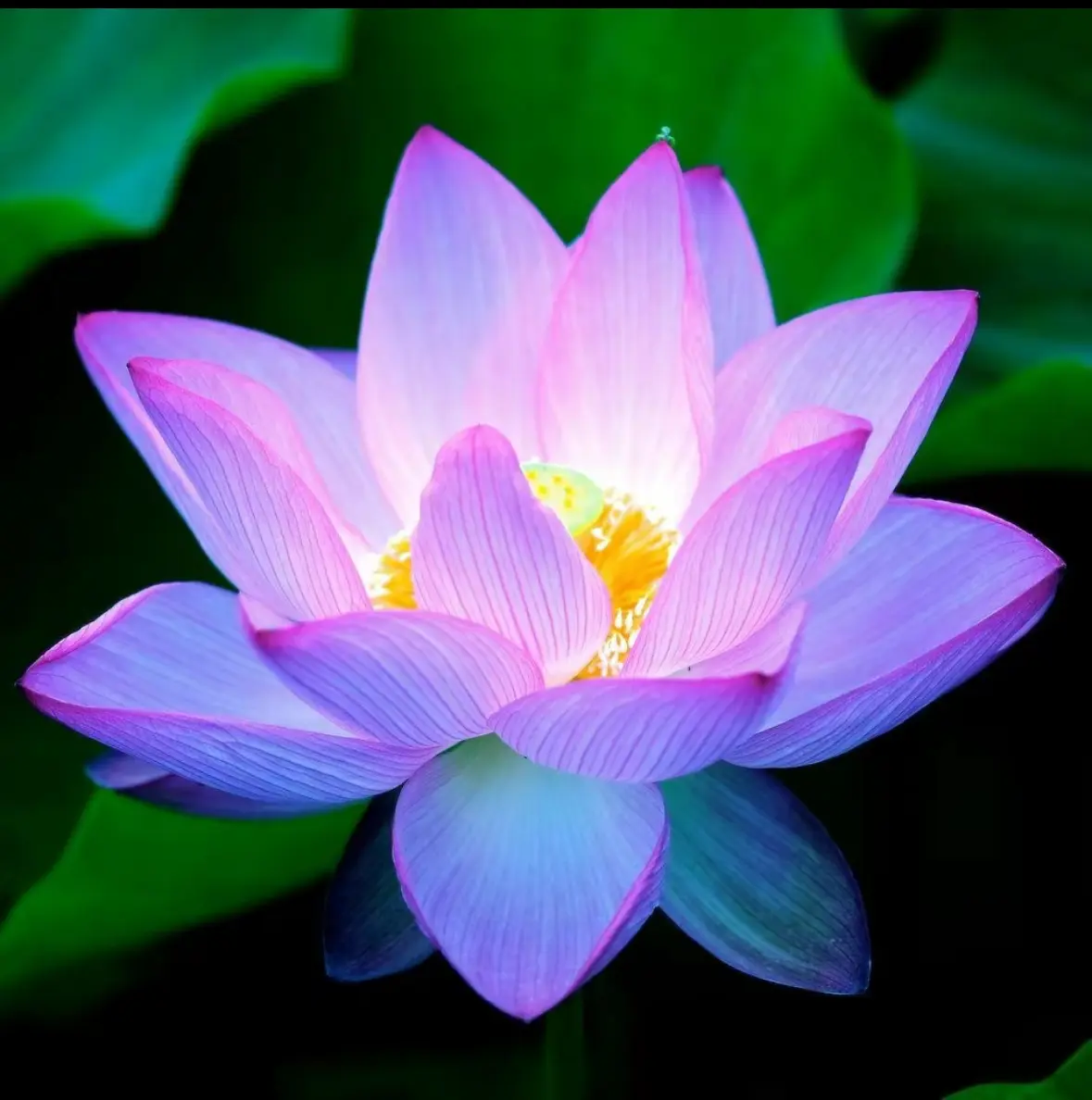 20 Pcs Mixed Color Bonsai Bowl Lotus Seeds - Pre-Sprouted Water Beauties for Indoor and Outdoor Aquatic Settings