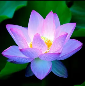 20 Pcs Mixed Color Bonsai Bowl Lotus Seeds - Pre-Sprouted Water Beauties for Indoor and Outdoor Aquatic Settings