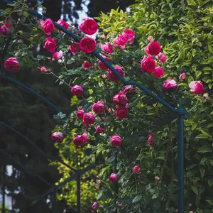 Rose【Pretty in pink eden】-2ft Climbing OwnRoot Rose｜Margret Mae| | つるバラ| Heat Resistant| Long flowering period|