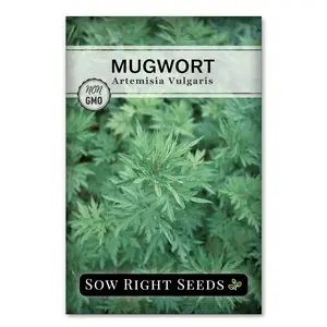 Mugwort Seeds