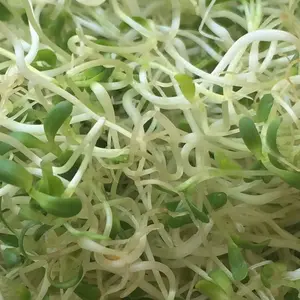 Microgreens Alfalfa Sprout Seeds 3 Ounces of Seeds Salad Sprouts Organic Non GMO