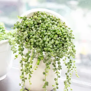Variegated String Of Pearls - Senecio rowleyanus f. variegatus