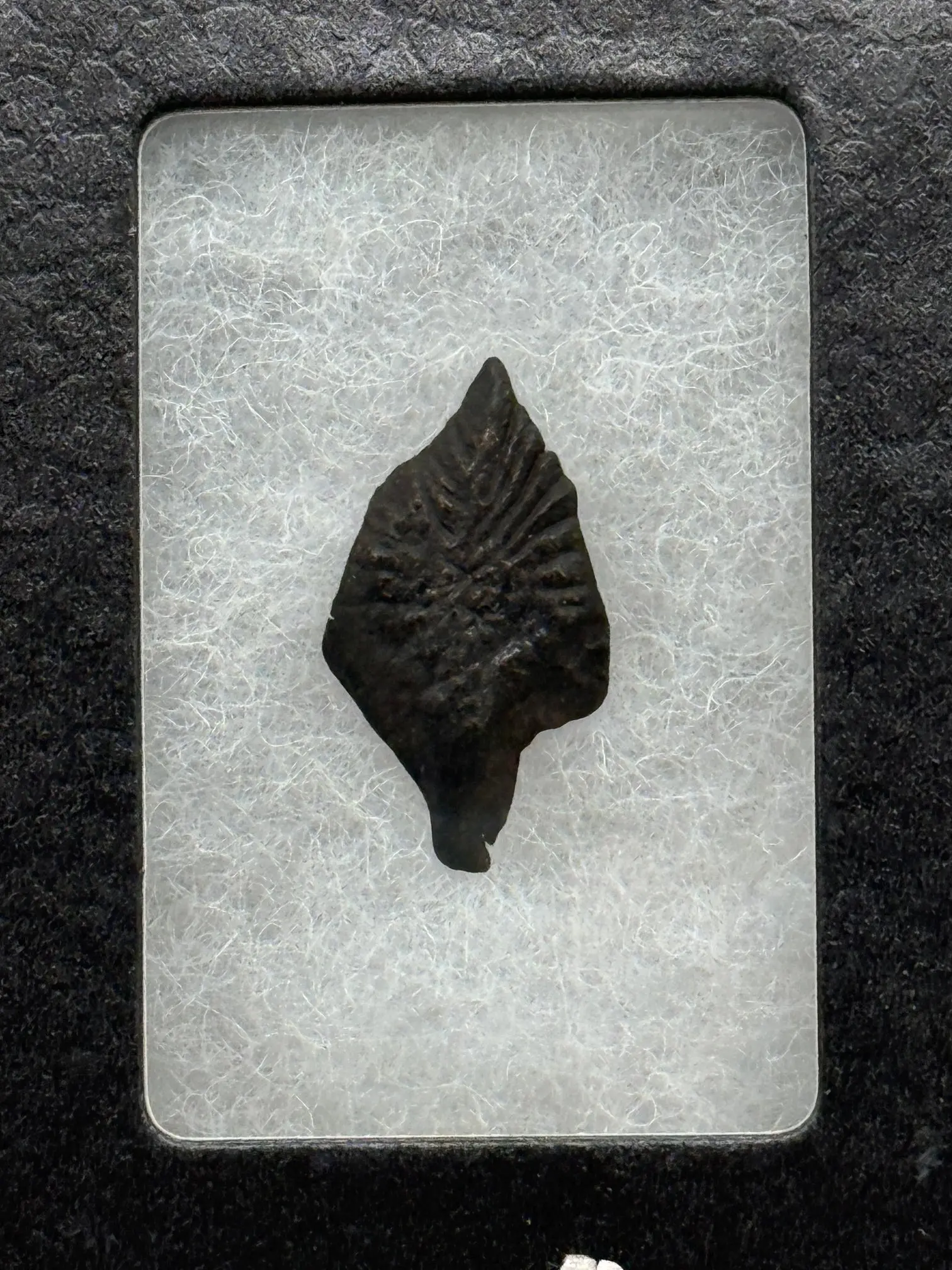 FOSSILIZED GAR SCALE IN RIKER CASE NATURAL CRYSTAL AND FOSSIL COLLECTION