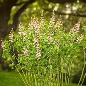 Decadence® Deluxe Pink Truffles False Indigo