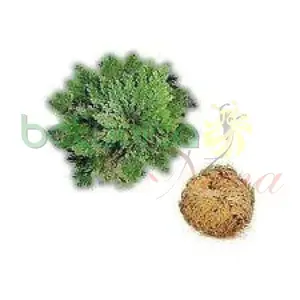 Flor de Jericó Fresca (Planta de la Resurrección)
