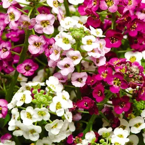 2000pcs Mixed Color Sweet Alyssum Seeds – Fragrant, Low-Growing Annuals for Pots, Borders & Ground Cover – Non-GMO, Easy to Grow & Drought Tolerant – Perfect for Creating a Colorful Carpet in Your Garden