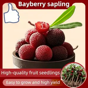 High-quality bayberry seedlings have a rich sweet and sour taste, bursting juice, tender and juicy flesh, and taste particularly refreshing. It is suitable for summer consumption and can be planted in both indoor and outdoor courtyards