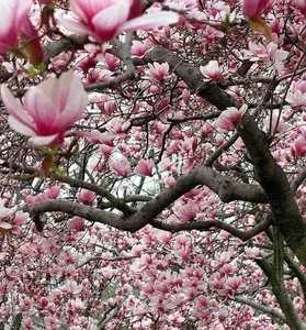2 Ann Magnolia Tree Live Plant - Deep Pink Magnolia Shrub Tree Live Plant in 2.5" Pot - 6-12 Inches - No Ship To AK, HI and P.R.