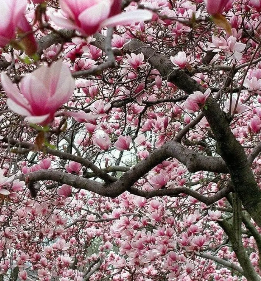 2 Ann Magnolia Tree Live Plant - Deep Pink Magnolia Shrub Tree Live Plant in 2.5" Pot - 6-12 Inches - No Ship To AK, HI and P.R.