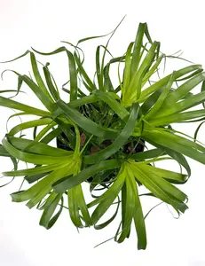 Ponytail Palm