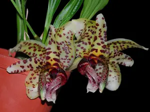 Stanhopea Ecuagenera