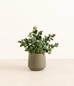 Goldfish Plant Goldfish Plant